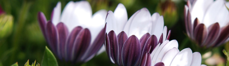 【在线安装】便捷的在线DDOS压力测试网页端