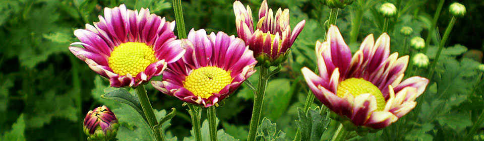 攻击网站的方法