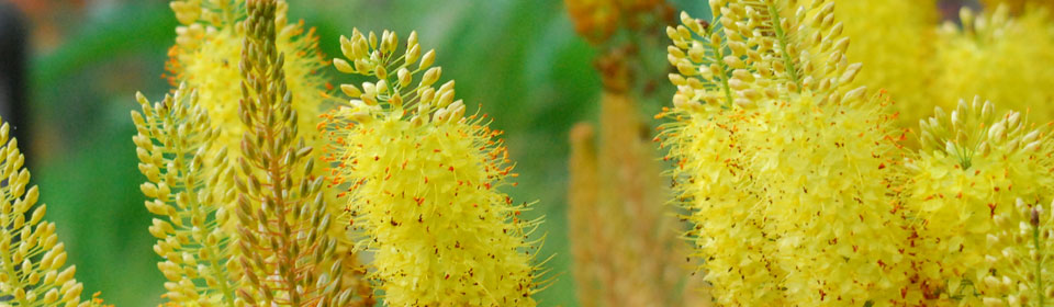 Web漏洞扫描工具